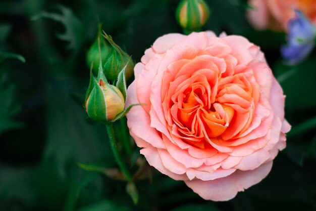 Delicado capullo de rosa en el jardín