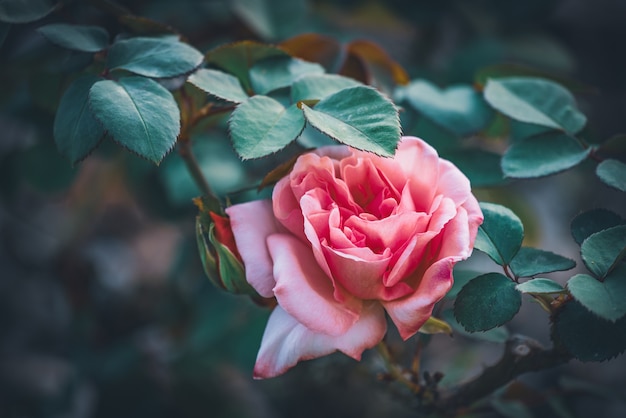 Delicado chá de rosas em um jardim