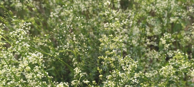 Foto delicado fondo floral con un romántico prado rústico pequeñas flores blancas en finas ramas verdes campo de primavera suave con pequeñas flores silvestres