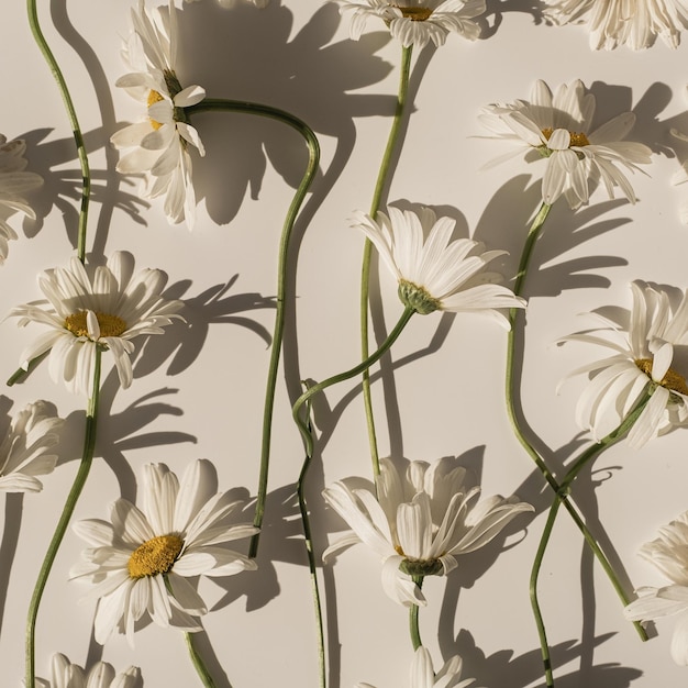 Delicado patrón estético de flores de manzanilla con sombras de luz solar sobre fondo blanco.