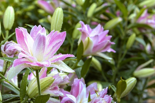 Delicado primer plano de lirio lila en el jardín de verano, híbrido oriental