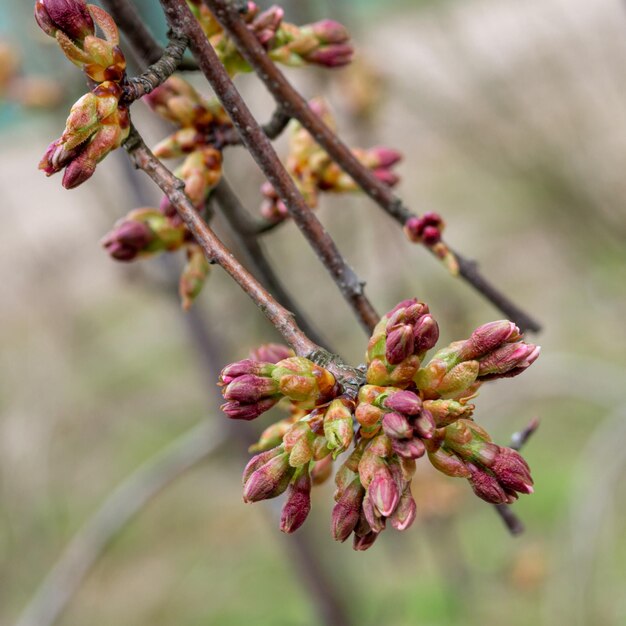 Delicados botões de flores de cereja ou pêssego em closeup