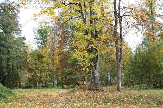 Delicados colores amarillos del bosque de otoño.