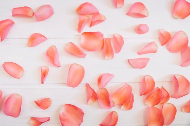 Foto delicados pétalos de rosa sobre una mesa de madera blanca