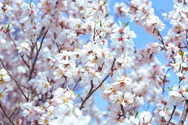 Delicados ramos de árvores frutíferas floridas com flores brancas e abundantes de sakura. Beleza primaveril da natureza.