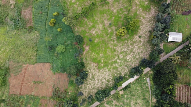 Delicias aéreas de la sinfonía de la naturaleza de las colinas serenas y los árboles florecientes de Bogor