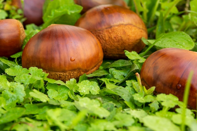 Delicias de otoño, castañas, blanco, fondo blanco.