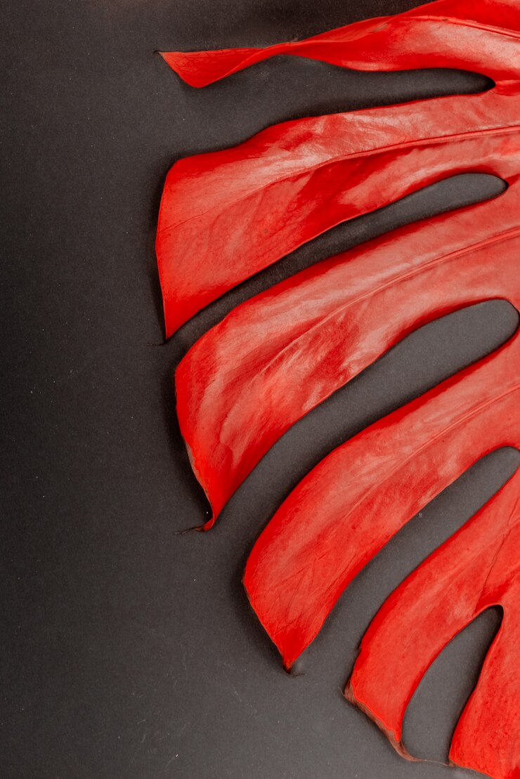 Deliciosa Monstera Vermelha. Folha brilhante do monstera em um fundo abstrato.