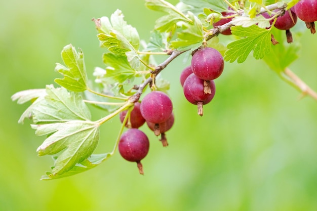 Deliciosas bagas de groselha maduras no jardim em um fundo desfocado