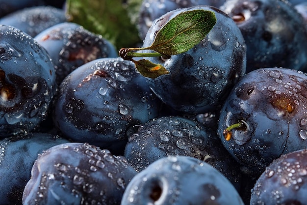 Deliciosas ciruelas maduras fondo de frutas orgánicas frescas en gotas de agua closeup Hermosas ciruelas pasas maduras cosecha de frutas en ecoproductos de otoño de la granja