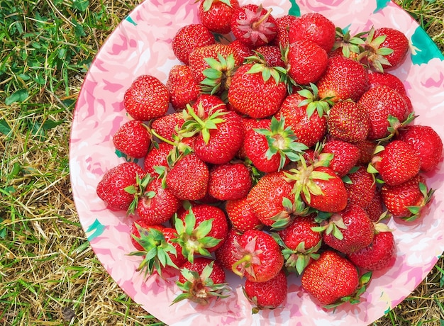 Deliciosas fresas maduras en el plato entre hierba