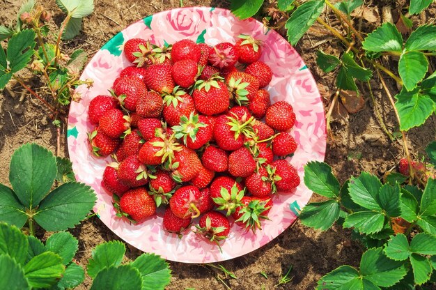 Deliciosas fresas maduras en el plato en el jardín