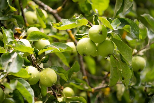 deliciosas y jugosas manzanas verdes en el árbol del jardín