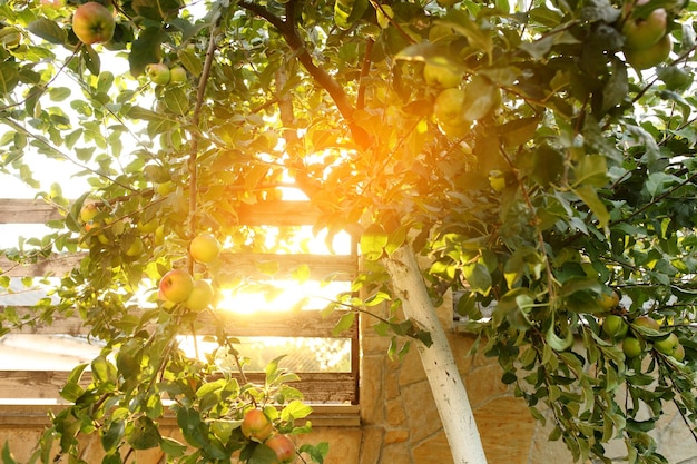 Deliciosas manzanas brillantes colgando de un árbol