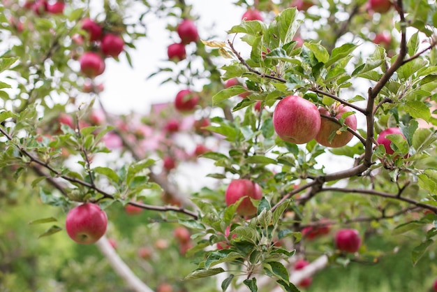Deliciosas manzanas brillantes colgando de una rama de árbol en un huerto de manzanas