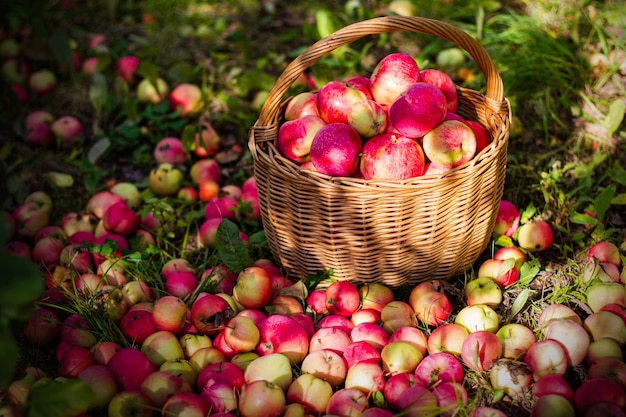 Deliciosas manzanas rojas en una canasta en el jardín en un día soleado