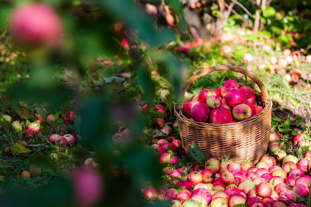 Deliciosas manzanas rojas en una canasta en el jardín en un día soleado