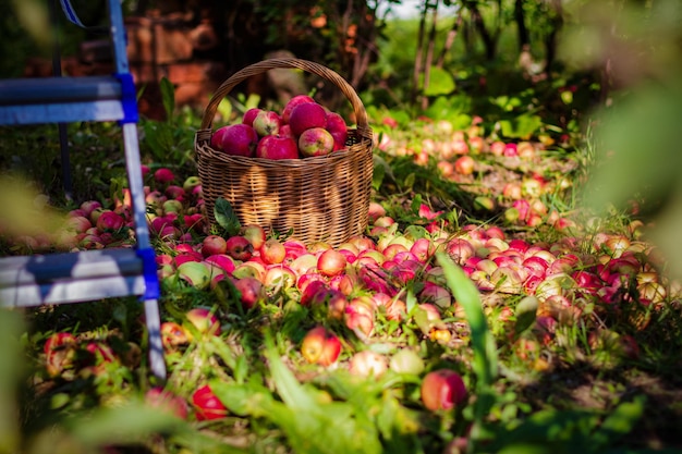 Deliciosas manzanas rojas en una canasta en el jardín en un día soleado