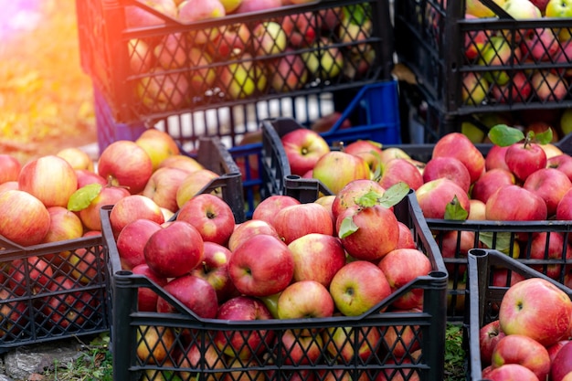 Deliciosas manzanas rojas maduras en cestas de plástico Frutas frescas y jugosas en recipientes listos para comer