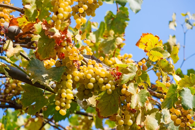 Deliciosas uvas brancas maduras contra o céu azul durante o dia de sol