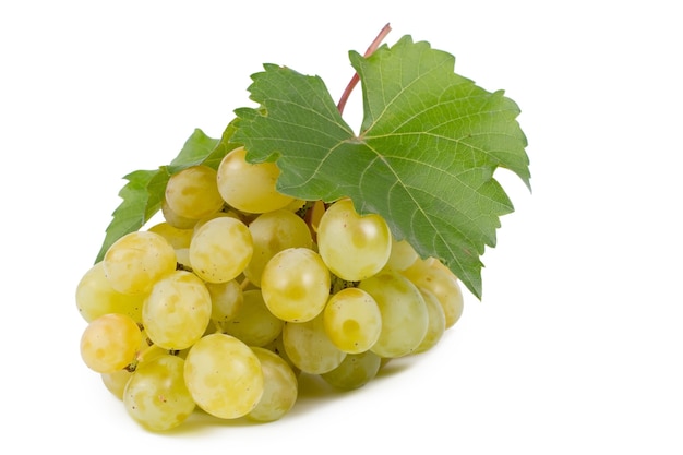 Delicioso cacho de uvas verdes frescas da videira