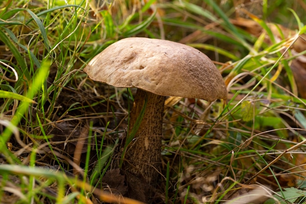 Delicioso hongo boletus Leccinum scabrum en el bosque en otoño entre el musgo