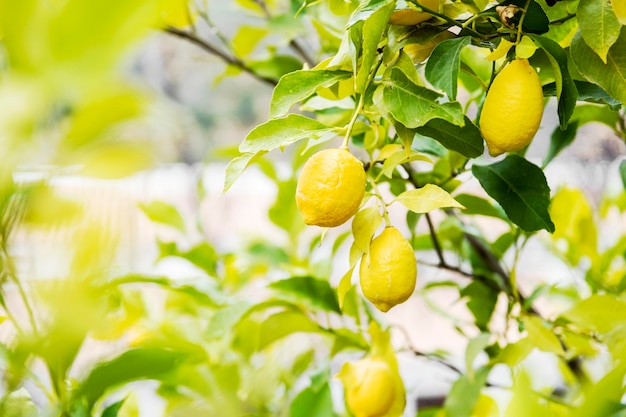 Foto delicioso limón cítrico en el árbol.