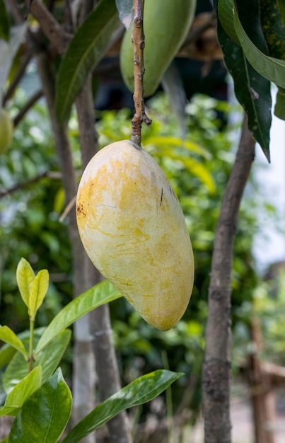 Delicioso mango maduro amarillo colgando en el jardín de cerca