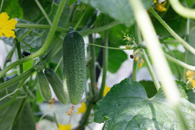 delicioso pepino en la cama del jardín en el jardín