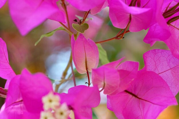 Foto delicioso ramo rosa de buganvillas