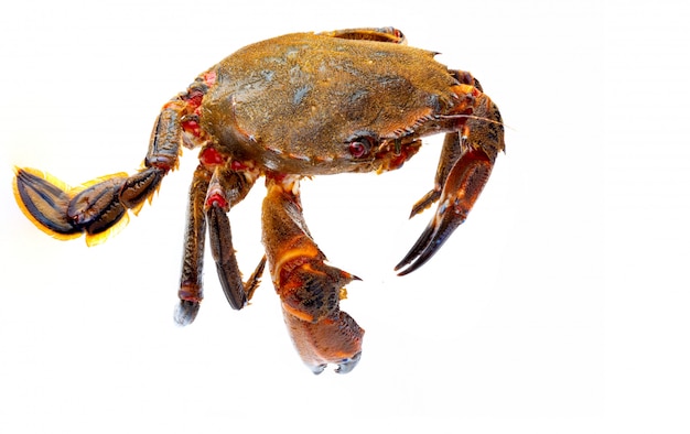 Deliciosos frutos do mar do Golfo da Biscaia e do Atlântico