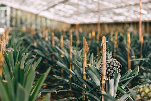 Deliciosos frutos dulces Cultivo de piñas en un invernadero Portugal La piña es el símbolo de las Azores