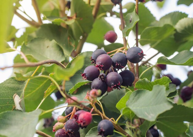 Deliciosos frutos pretos da planta irga em uma árvore shadberry