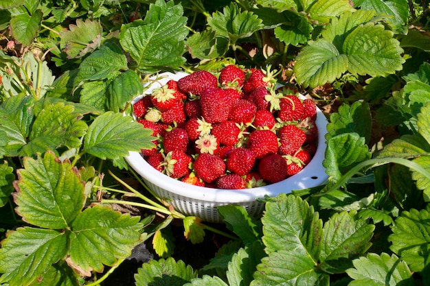 Deliciosos morangos maduros em um prato caseiro entre vegetação