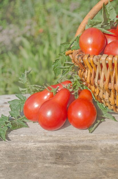 Deliciosos tomates rojos tomates en mesa de madera antigua