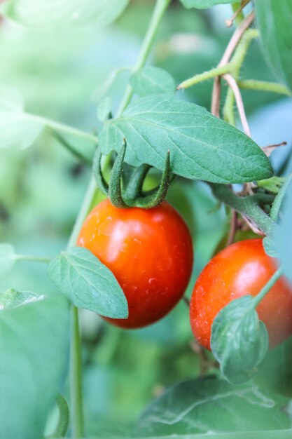 Foto deliciosos tomates vermelhos frescos