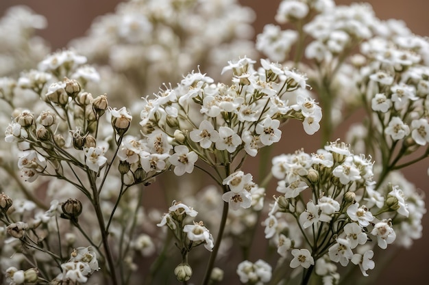 Foto delikate weiße babys atmen blumen