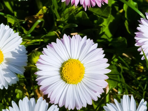 Delikate weiße rosa Gänseblümchen oder Bellis perennis Blüten auf grünem Gras Rasen Gänsblümchen blühen im Frühling