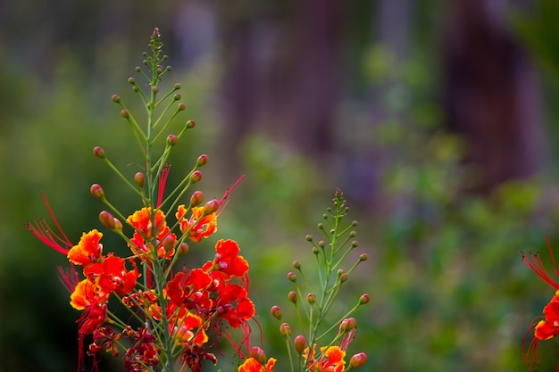 Delonix regia es una especie de planta con flores perteneciente a la familia de los frijoles Fabaceae o Caesalpinioidea