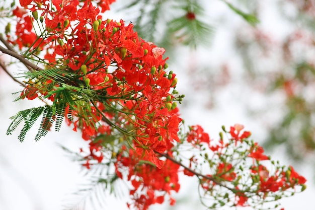 Delonix regia ou krishnachura ao ar livre em bangladesh