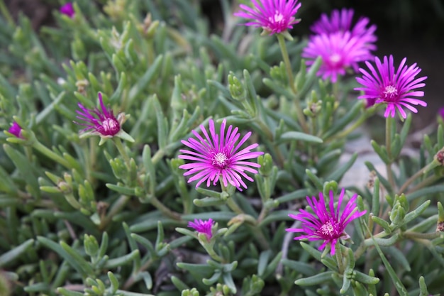 Delosperma planta del género suculento