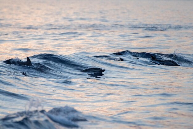 Delphin beim Springen in das tiefblaue Meer