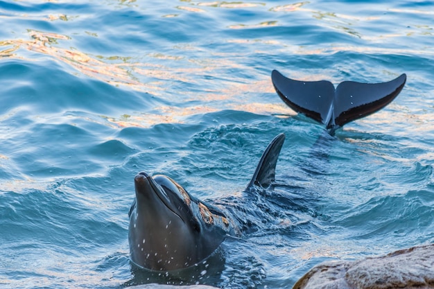 Delphin, der aus sauberem Wasser heraus schaut