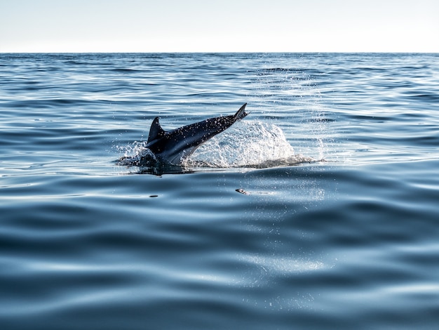 Delphin, der im plätschernden Meerwasser mit Spritzer springt