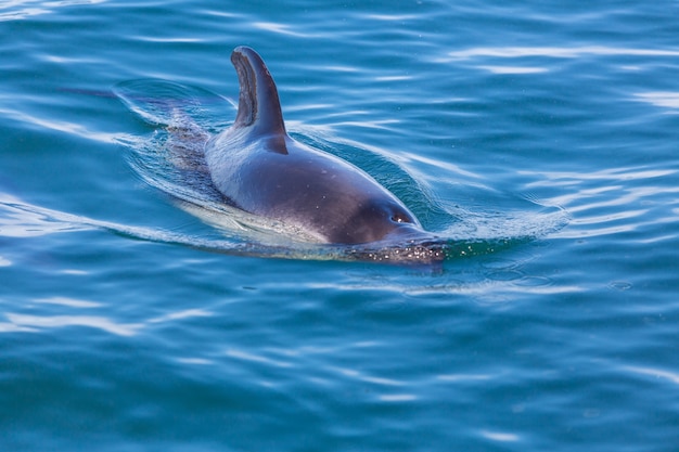 Delphin im Ozean, Argentinien