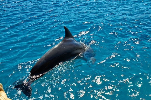 Delphin im Roten Meer. Eilat Israel September 2018