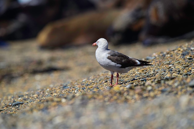 Foto delphin-möwe