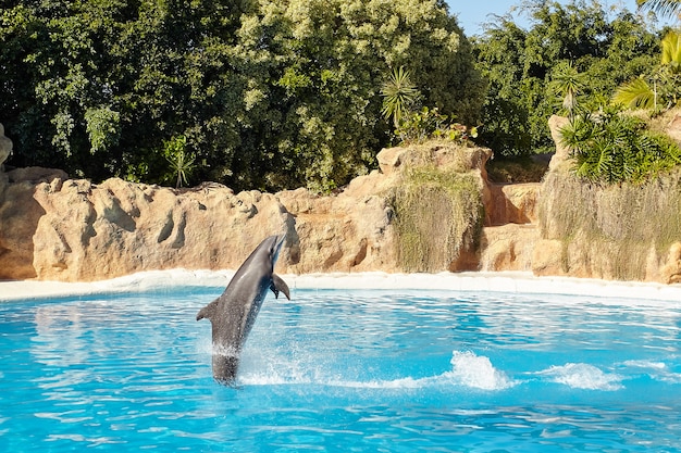 Delphin springt aus dem Wasser.