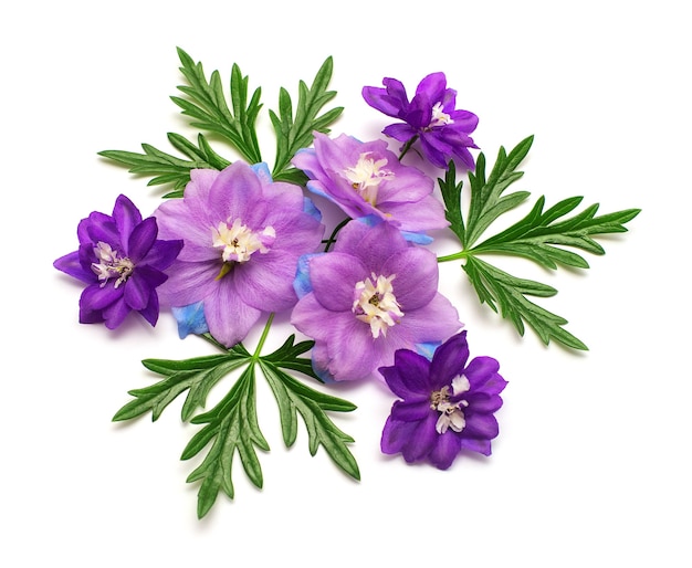 Delphine blaue Blumen mit Blatt Aconitum isoliert auf weißem Hintergrund. Makro, Studio. Schönes florales Kompositionsmuster. Violett, Objekt. Flache Lage, Ansicht von oben