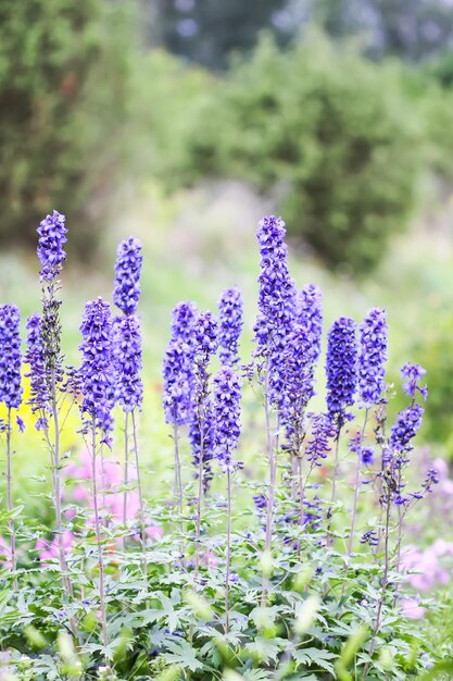 Delphinium azul lindas flores no jardim de verão Plantas florescendo no campo